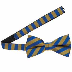 A blue and old gold striped bow tie with the band collar open