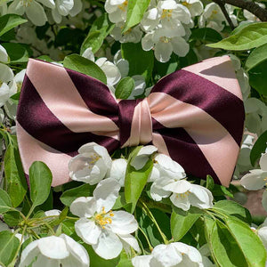 A petal pink and wine striped bow tie in a plant with white flowers